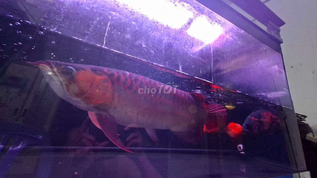 CÁ HUYẾT LONG INDO. Mua bán Thú cưng khác tại Huyện Củ Chi Tp Hồ Chí Minh được đăng bởi Triệu Minh hình 7