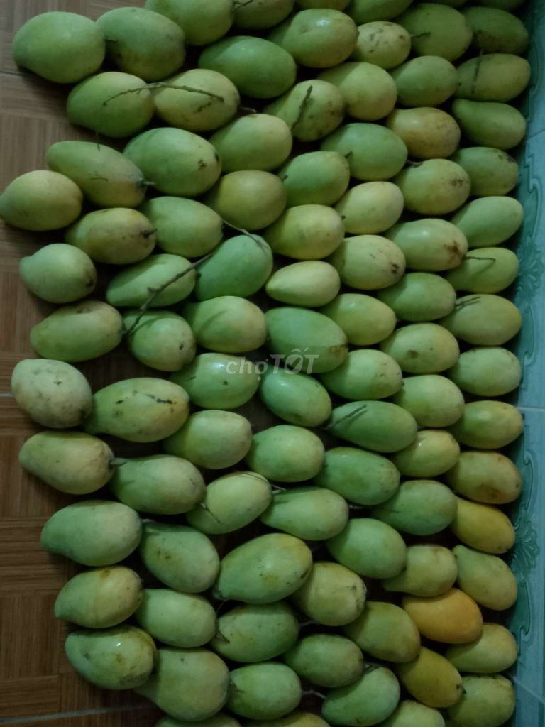Xoài. Mua bán Đồ ăn, thực phẩm và các loại khác tại Huyện Hòa Vang Đà Nẵng được đăng bởi Oo Canld Oo hình 1