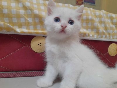 Mèo anh lông dài dưới 1 tháng tuổi thuần chủng. Mua bán Mèo tại Thành phố Thủ Đức Tp Hồ Chí Minh được đăng bởi Võ Dung