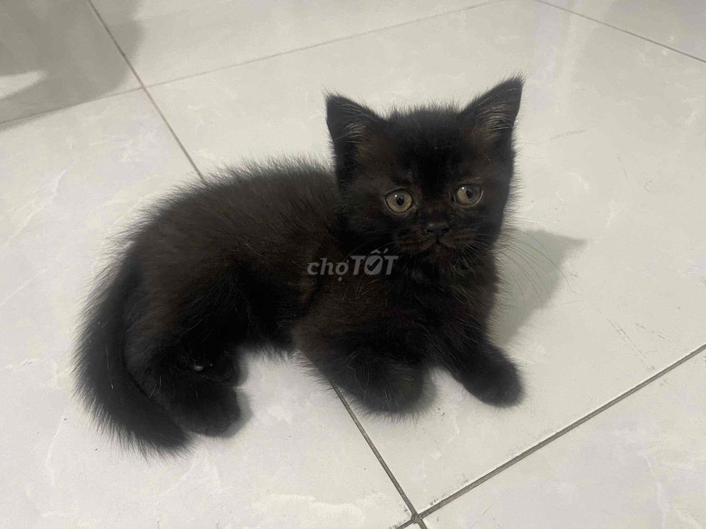 Mèo ALN, 3 tháng tuổi, tai cụp