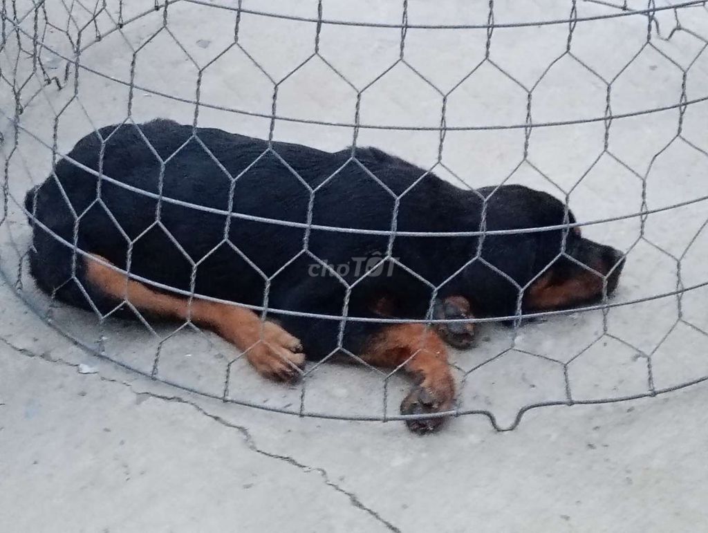 Chó Rottweiler BPp. Mua bán Chó tại Thành phố Đồng Xoài Bình Phước được đăng bởi Nhân Rottweiler  hình 1