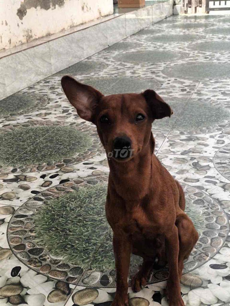 chó phóc màu lông bò 7 tháng tuổi