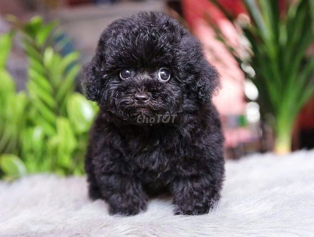 POODLE CHÓ XOĂN SANG CHẢNH. Mua bán Chó tại Quận Hai Bà Trưng Hà Nội được đăng bởi Phùng Khánh Dương hình 3