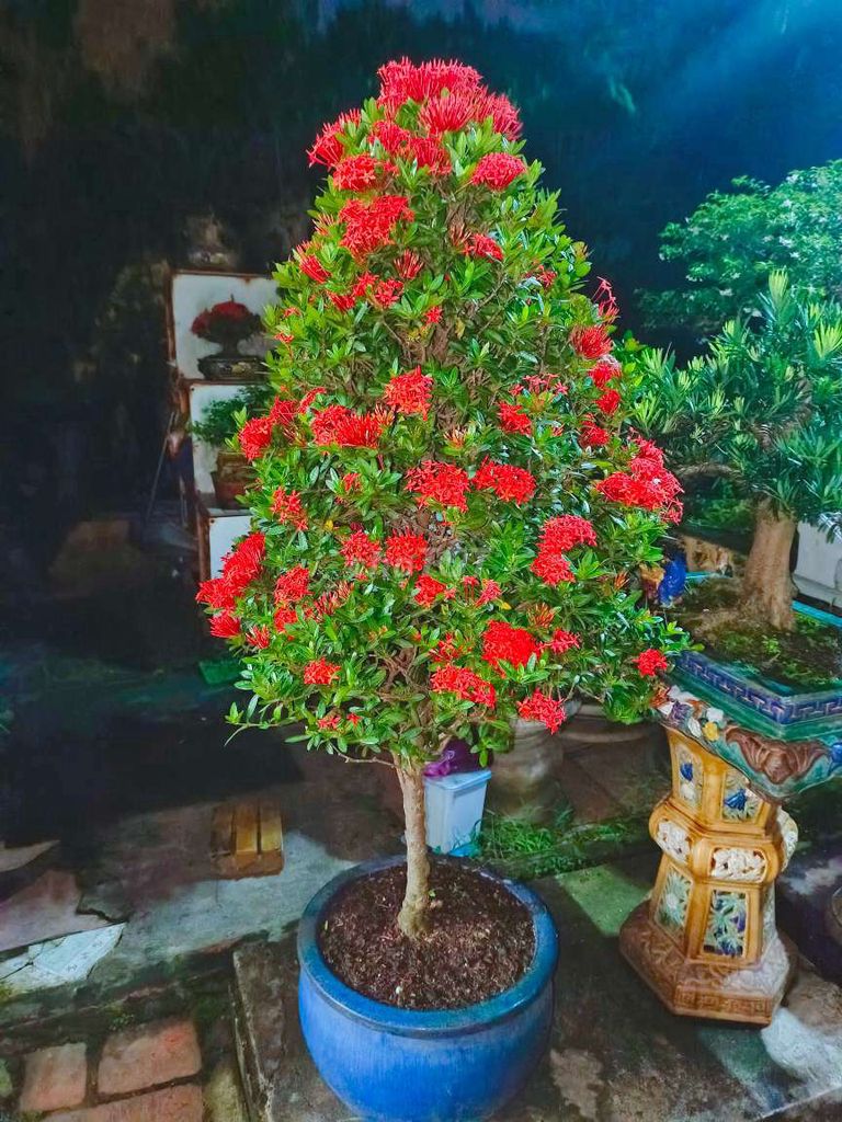 Cây Trang bonsai cao 1,2m