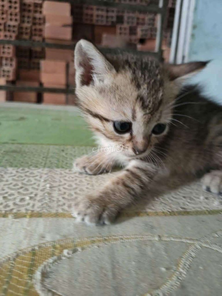 Mèo ta Đa sắc Quấn chủ. Mua bán Mèo tại Thành phố Biên Hòa Đồng Nai được đăng bởi GIN hình 1