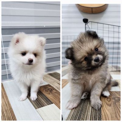 BÁN 2 BÉ PHỐC SÓC MINI THUẦN CHỦNG – SIÊU ĐÁNG YÊU. Mua bán Chó tại Quận Bình Tân Tp Hồ Chí Minh được đăng bởi Lê Ngọc Thịnh