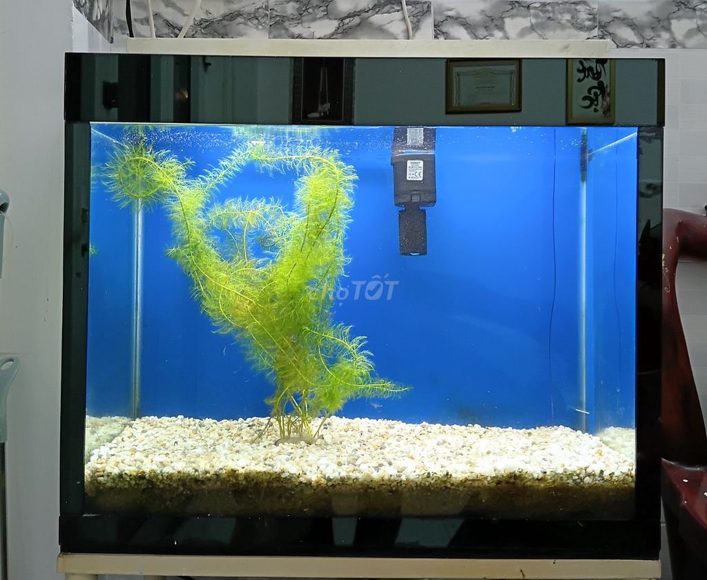 Hồ cá kính đen 50x70cm. Mua bán Phụ kiện, Thức ăn, Dịch vụ tại Quận 10 Tp Hồ Chí Minh được đăng bởi Duong tran hình 1