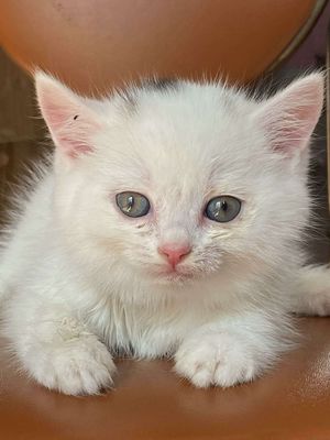 Mèo ALN tại cụp cái 2 thán