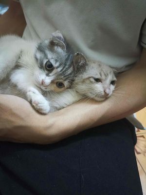 Mèo tai cụp và mèo lai màu đẹp. Mua bán Mèo tại Huyện Hoài Đức Hà Nội được đăng bởi Mạnh
