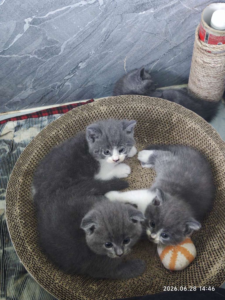 Mèo Anh lông ngắn Xám trắng 4 tuần. Mua bán Mèo tại Thành phố Thủ Đức Tp Hồ Chí Minh được đăng bởi khang pham hình 1