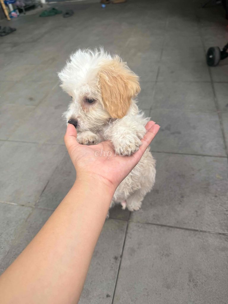 Chó Poodle lai Nhật đực 3 tháng đã tiêm. Mua bán Chó tại Thành phố Thuận An Bình Dương được đăng bởi Nguyễn Ngọc Lý hình 1