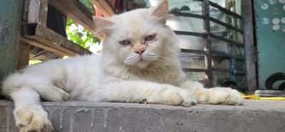 Cặp mèo ba tư sinh sản. Mua bán Mèo tại Thành phố Châu Đốc An Giang được đăng bởi Xuân nghi