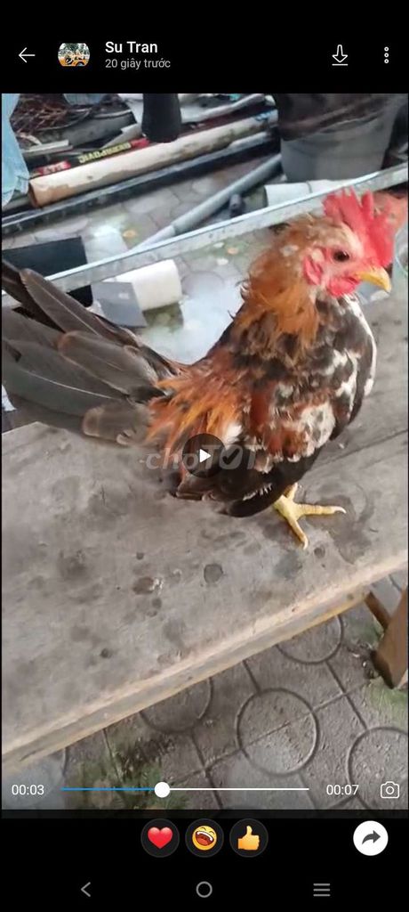 🐔 trống bông chuẩn nọc . Mua bán Gà tại Thành phố Thủ Đức Tp Hồ Chí Minh được đăng bởi Tài Trần  hình 1