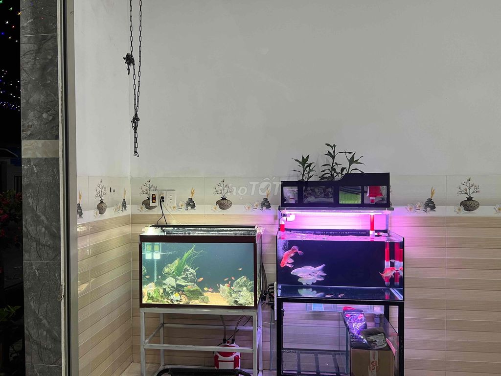 Hồ cá cảnh 80x40x40 Sắt Lọc, hộp lọc. Mua bán Thú cưng khác tại Thị xã Bến Cát Bình Dương được đăng bởi nguyễn thành vinh hình 1
