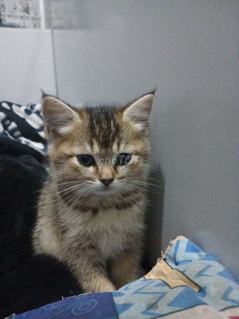 Mèo Golden 11 tuần tuổi. Mua bán Mèo tại Huyện Đông Anh Hà Nội được đăng bởi Kiên Phạm hình 1