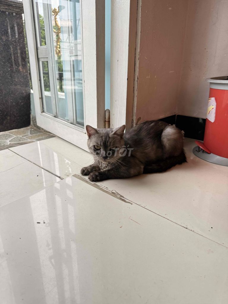 Mèo Anh lông dài đực xám 8 tháng. Mua bán Mèo tại Huyện Hóc Môn Tp Hồ Chí Minh được đăng bởi Nuôi Mai Và Bán Mai hình 1