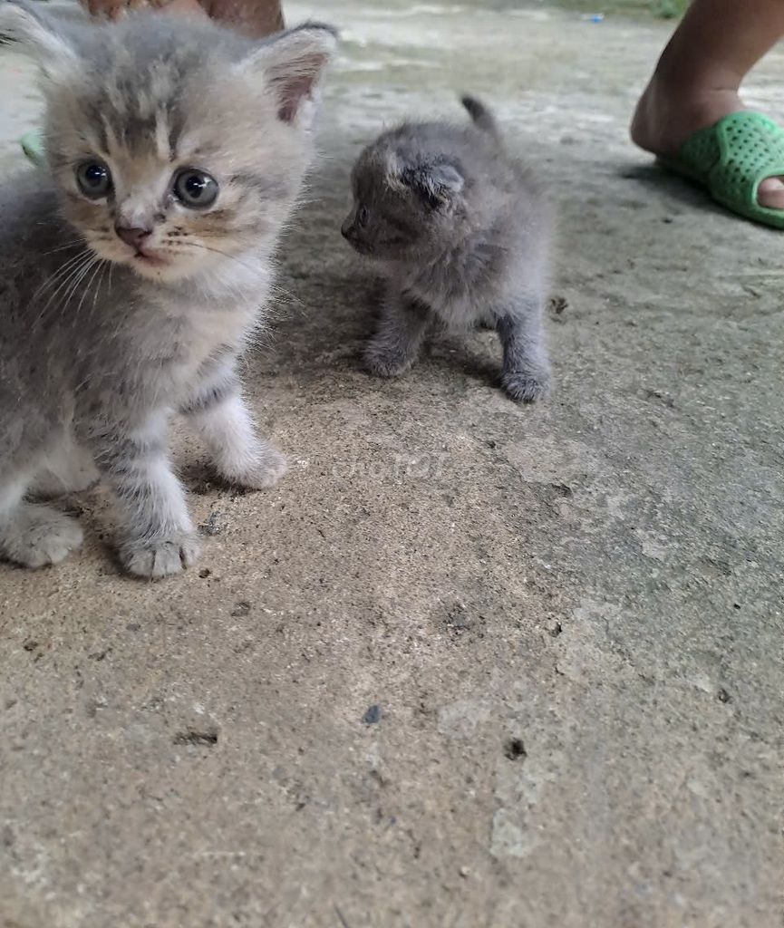 2 bé mèo nhà mình 1 tai cụp 1 tai bình thường. Mua bán Mèo tại Huyện Bù Đăng Bình Phước được đăng bởi Caro hình 5