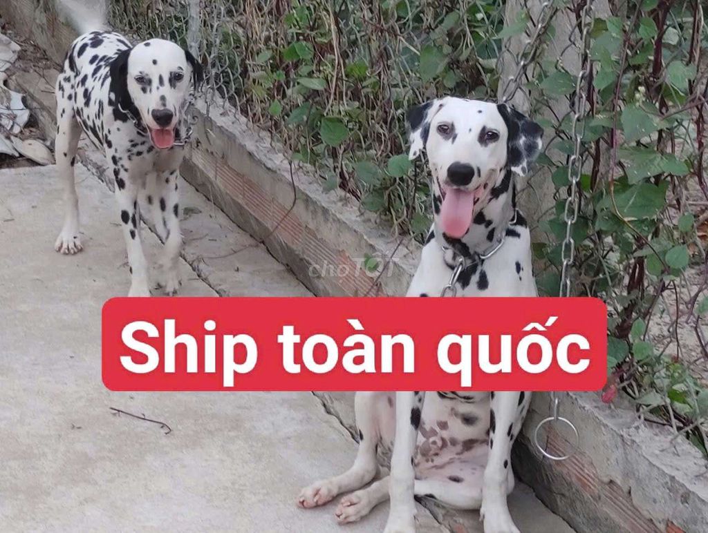 Đốm Đực CHOAI CHOAI. Mua bán Chó tại Thành phố Tây Ninh Tây Ninh được đăng bởi Nhân Rottweiler  hình 1