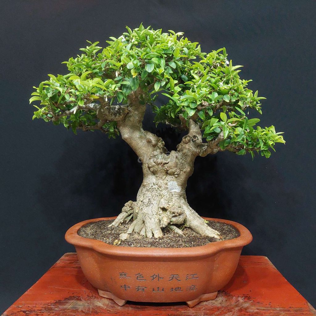 Mai chiếu thủy bonsai cao 45cm. Mua bán Cây cảnh, đồ trang trí tại Quận Hải Châu Đà Nẵng được đăng bởi Trần Xuân Dương hình 1