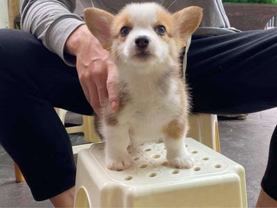 Corgi Chân Lùn Mông To Cute