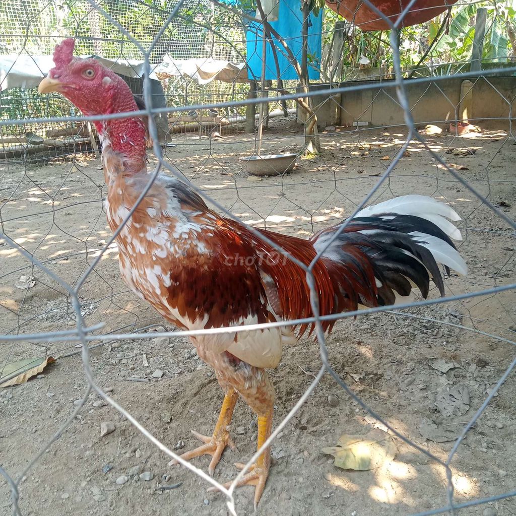 Gà tơ lông lá đẹp. Mua bán Gà tại Huyện Hòa Vang Đà Nẵng được đăng bởi nguyễn an hình 1