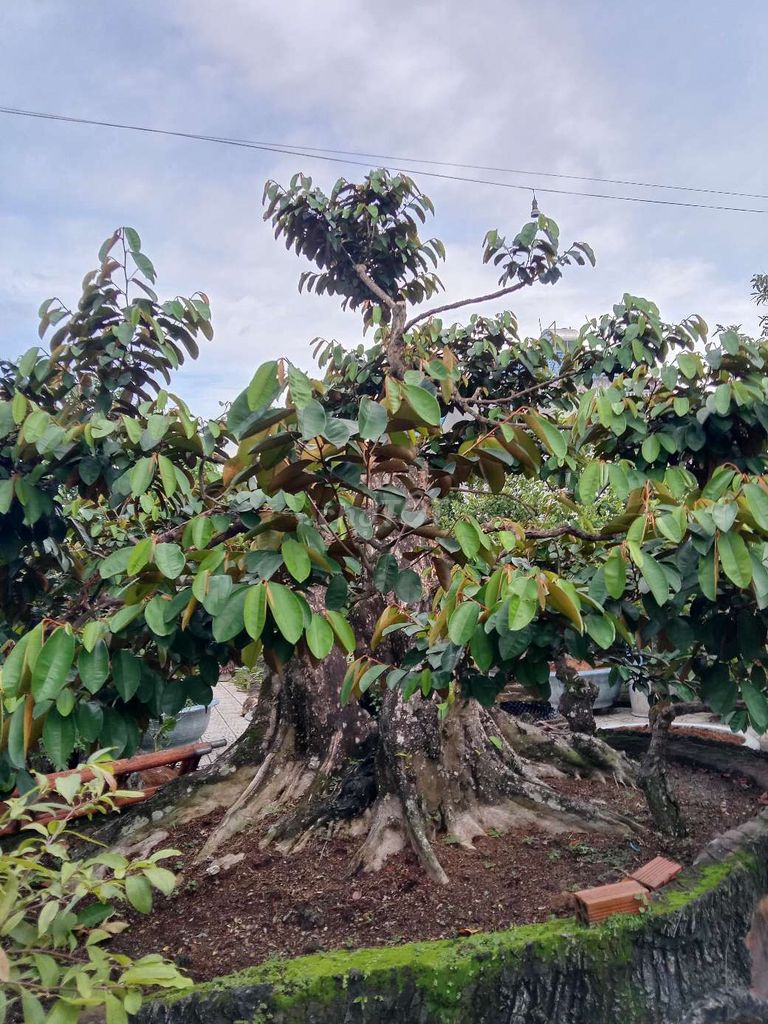 Thanh lý Cây vú sữa bonsai