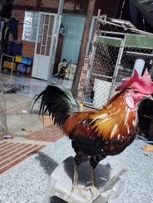 Que bông lái 3 kg7 tay dày trạng 4 kg. Mua bán Gà tại Quận Ô Môn Cần Thơ được đăng bởi Hoàng Phương