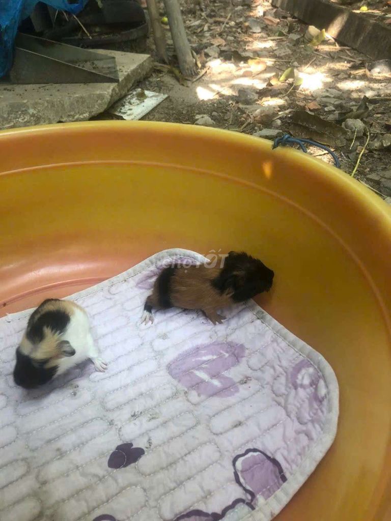 Chuột lang nhiều màu. Mua bán Thú cưng khác tại Huyện Hòa Thành Tây Ninh được đăng bởi Hậu hình 1