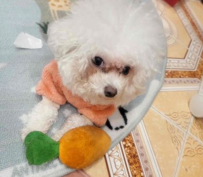 Chó Bichon cái 2 tuổi