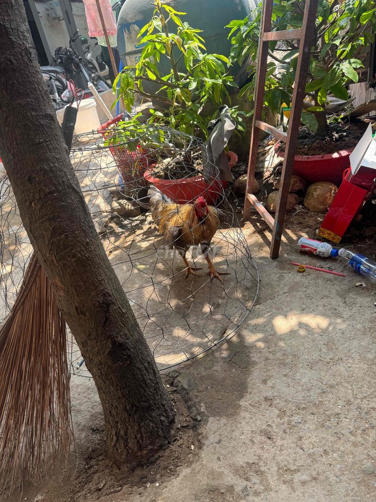 Gà trống màu Nâu vàng. Mua bán Gà tại Huyện Bình Chánh Tp Hồ Chí Minh được đăng bởi Duy Phương hình 1