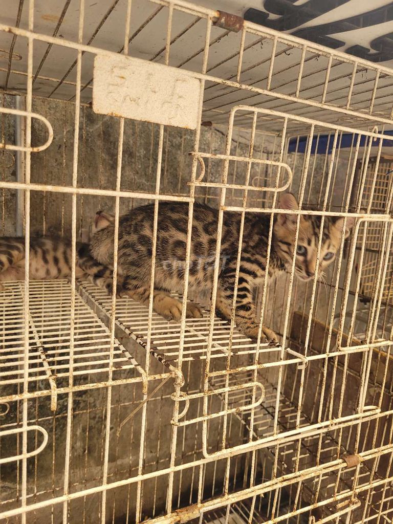 Mèo Bengal vằn đốm 2 tháng tuổi. Mua bán Mèo tại Quận Bình Thạnh Tp Hồ Chí Minh được đăng bởi tuan hình 1