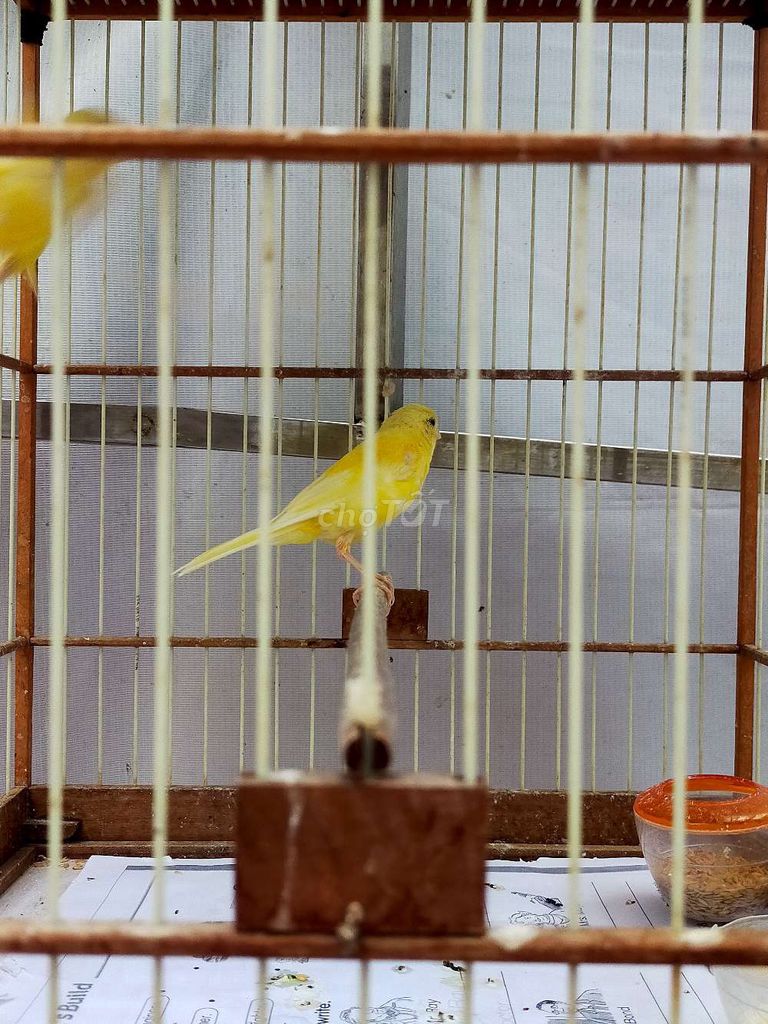 Chim Hoàng yến Mái 4 tháng màu Hoàng Kim khỏe mạnh. Mua bán Chim tại Huyện Đan Phượng Hà Nội được đăng bởi Bùi Mạnh Thắng  hình 1