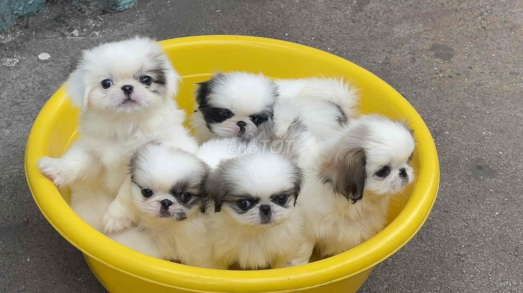 Chó bắc kinh Thuần Chủng baby. Mua bán Chó tại Quận 3 Tp Hồ Chí Minh được đăng bởi Thư hình 1