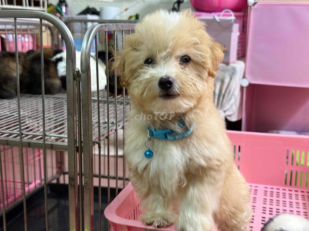 poodle kem vàng xinh xắn