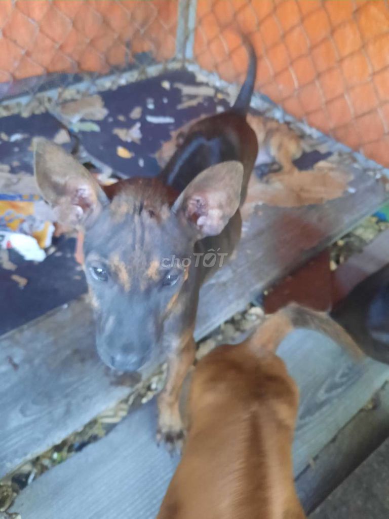 Chó Phú Quốc lưỡi đen. Mua bán Chó tại Huyện Gò Dầu Tây Ninh được đăng bởi Nguyễn Phi Nguyễn hình 3