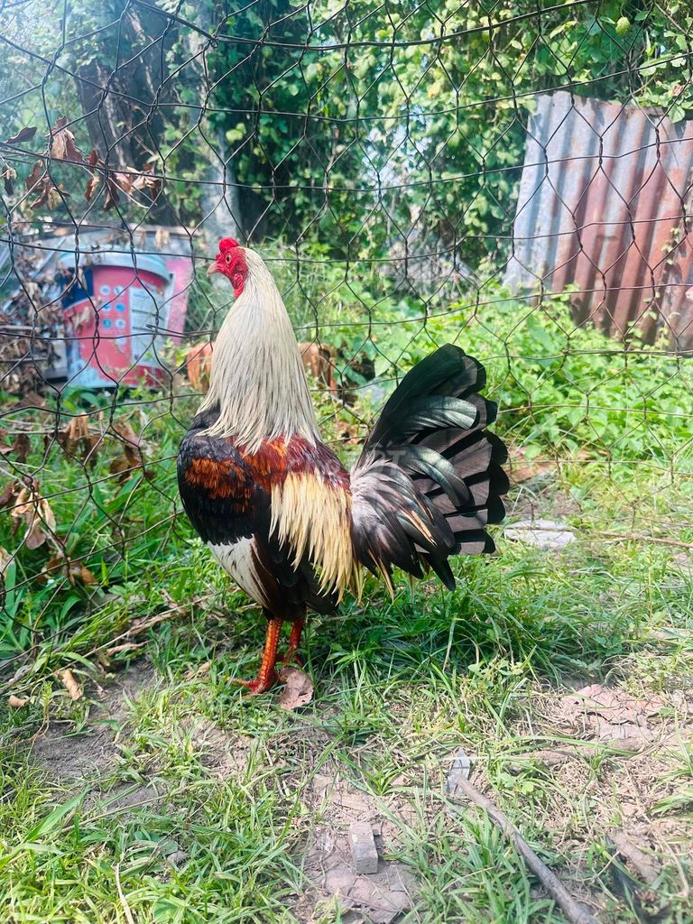 Chuối mini xịn 1kg2. Mua bán Gà tại Huyện Chợ Mới An Giang được đăng bởi Lê Hải Đăng hình 1