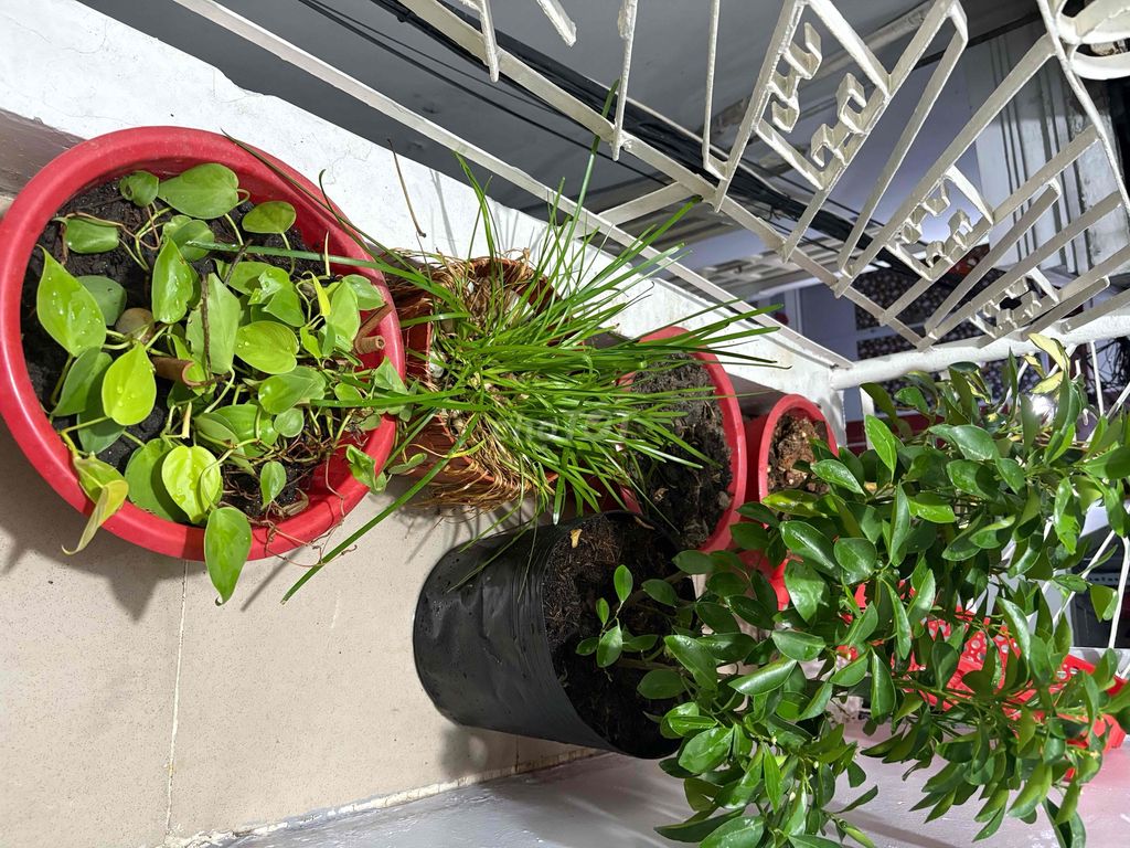 Cây cảnh 8 chậu: Tắc, Cóc, Giấy 3 màu. Mua bán Cây cảnh, đồ trang trí tại Quận 1 Tp Hồ Chí Minh được đăng bởi sennnn hình 1