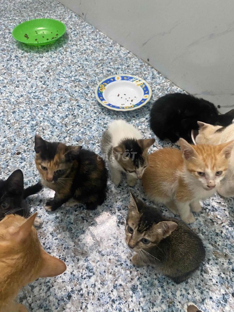 Tặng mèo. Mua bán Mèo tại Thành phố Buôn Ma Thuột Đắk Lắk được đăng bởi Văn Hùng hình 1