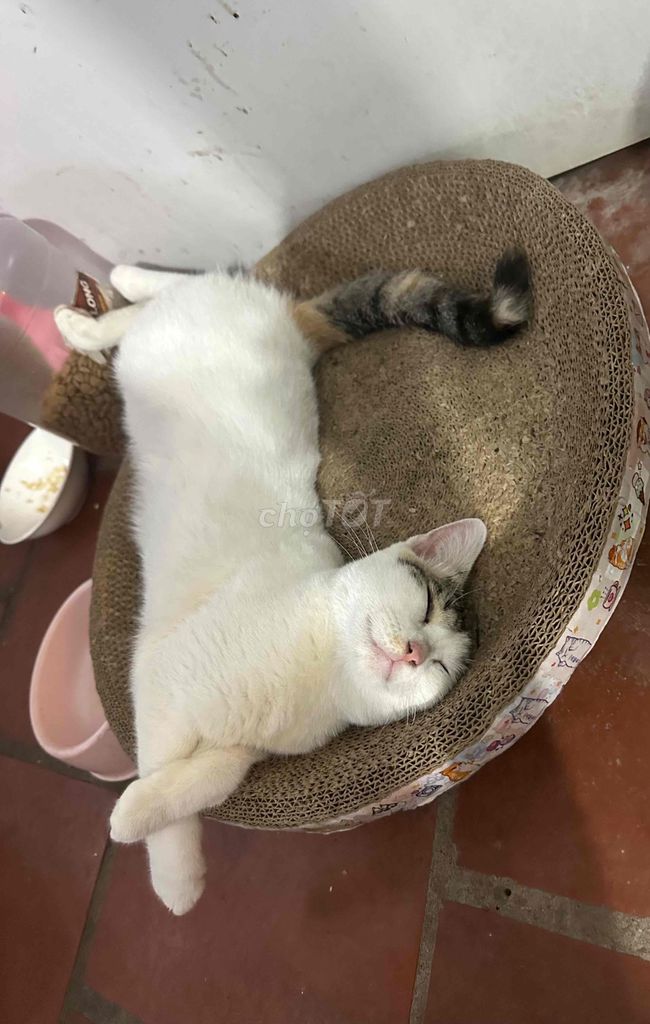 Mèo Tam thể cái chưa được 1 tuổi. Mua bán Mèo tại Huyện Gia Lâm Hà Nội được đăng bởi Phương Thảo hình 1
