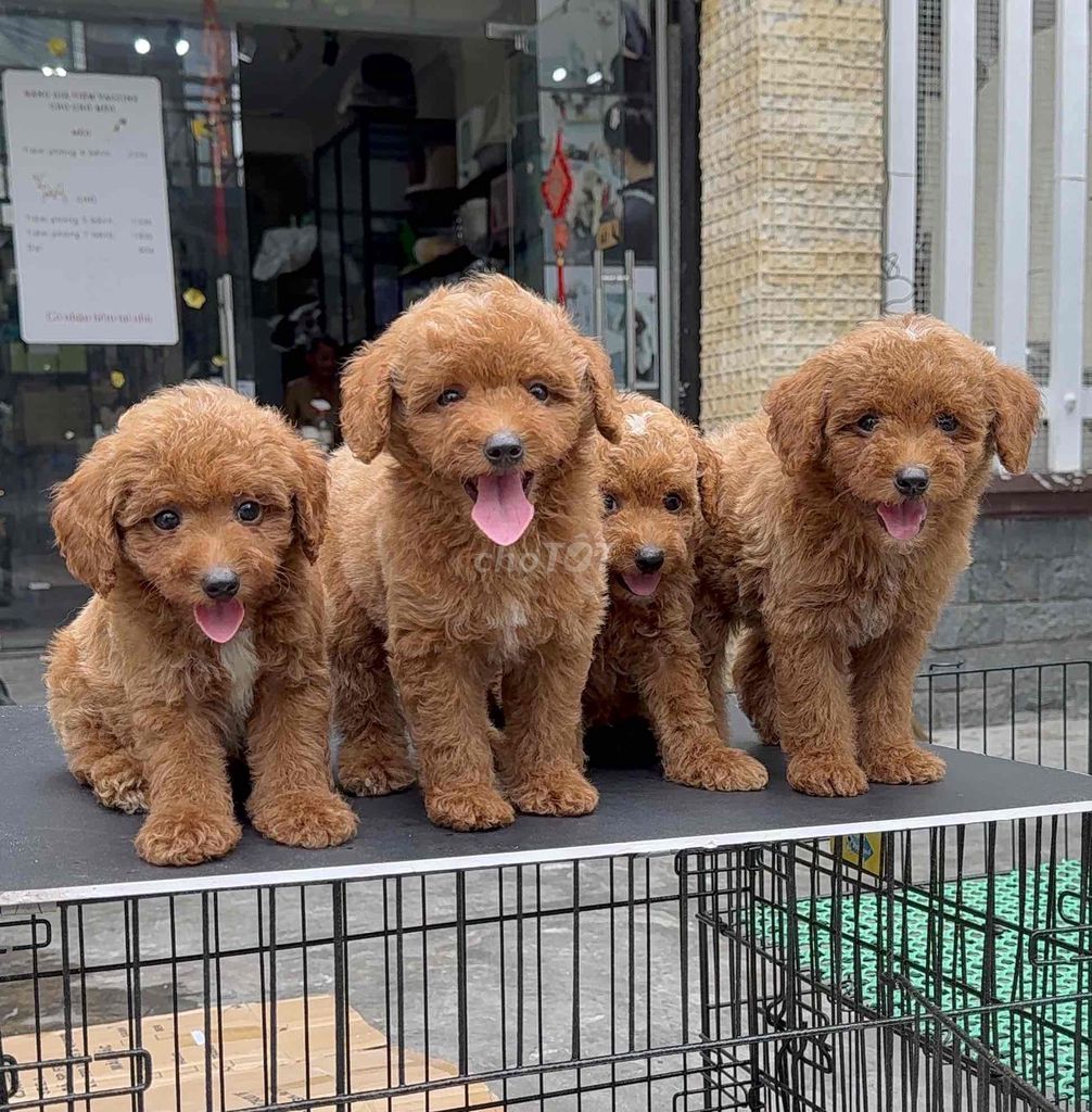 Poodle Nâu Thuần Chủng Tại 04 Bàu Năng 1. Mua bán Chó tại Quận Liên Chiểu Đà Nẵng được đăng bởi Pet House hình 1