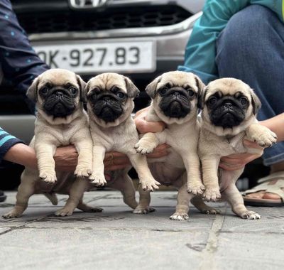 pug mặt xệ siêu mập đẹp. Mua bán Chó tại Quận Cẩm Lệ Đà Nẵng được đăng bởi Anh Pet Shop