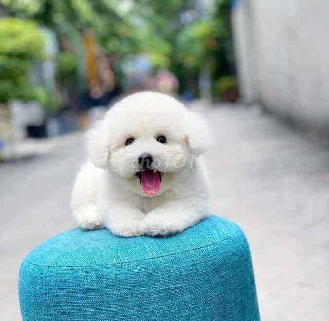 Chó Poodle nhỏ Đực Cái Trắng. Mua bán Chó tại Thành phố Châu Đốc An Giang được đăng bởi Nguyễn Thị Huỳnh Mai hình 1