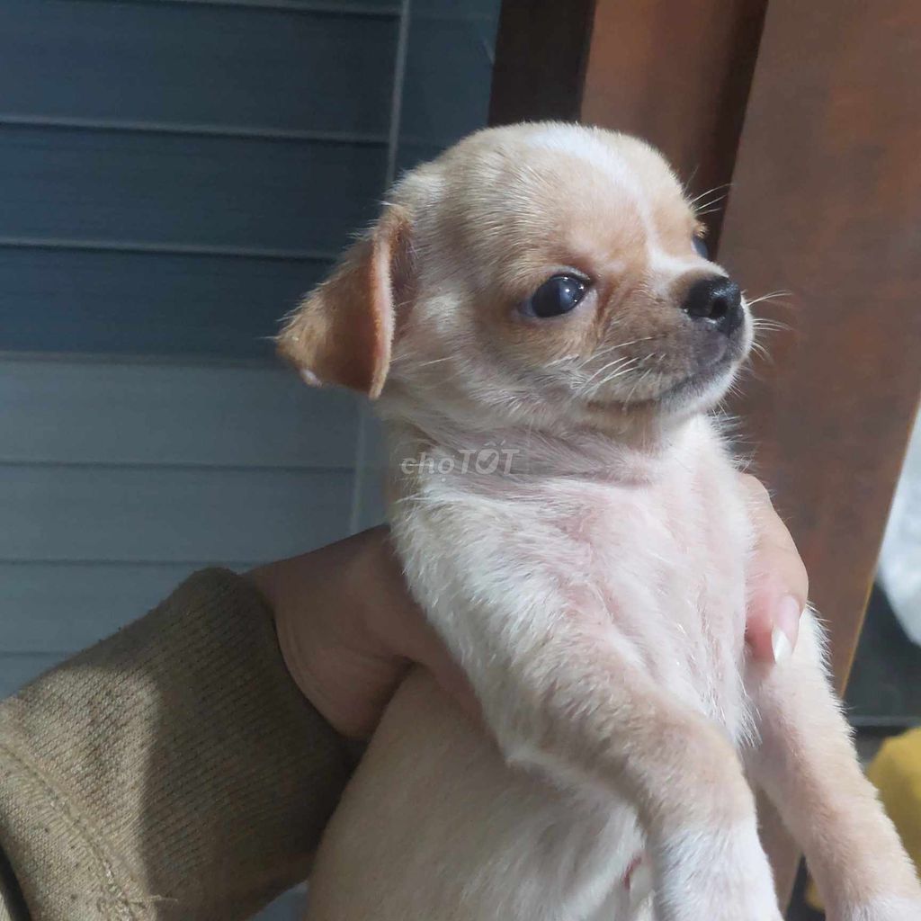 Bầy chó Chihuahua Thuần Chủng - 3 tháng tuổi