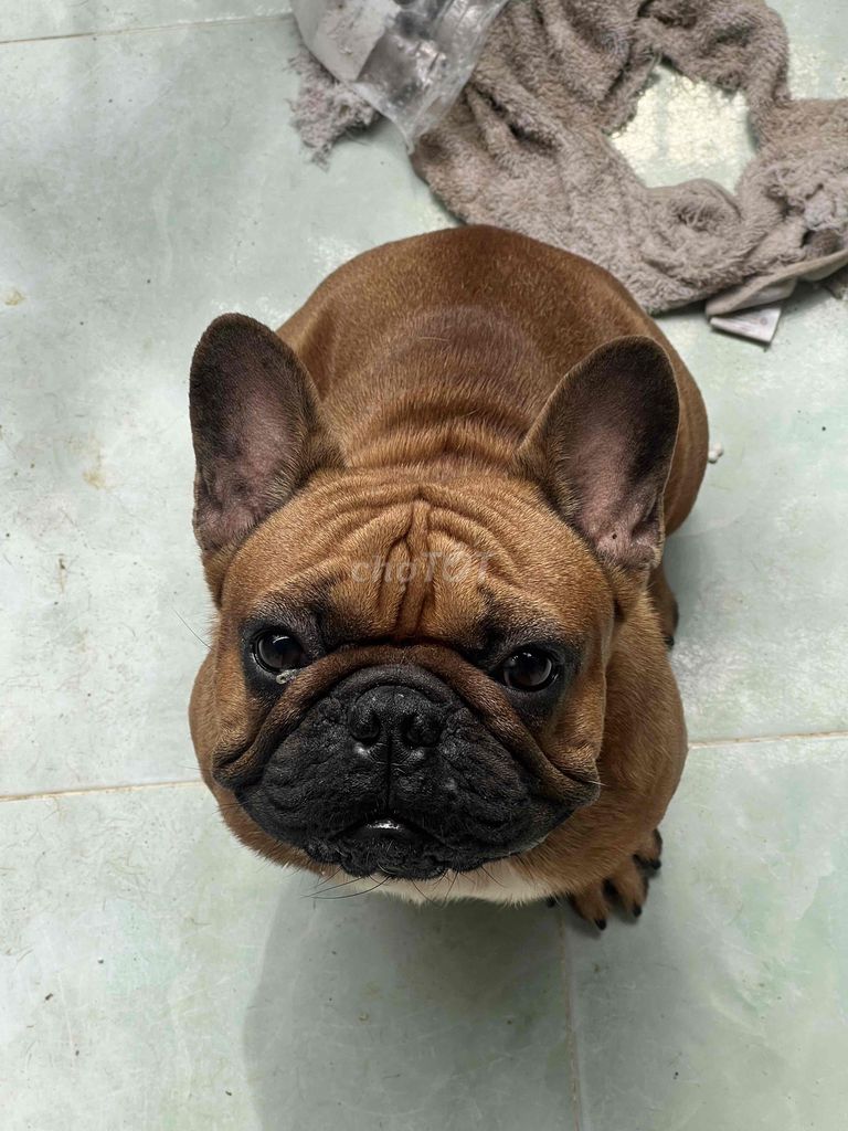 Chó Bull Pháp đực màu Nâu. Mua bán Chó tại Quận 7 Tp Hồ Chí Minh được đăng bởi Saka hình 1