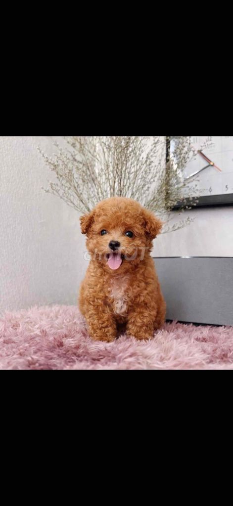 Poodle thuần chuẩn tyni chân lùn mõm ngắn lông day. Mua bán Chó tại Quận Gò Vấp Tp Hồ Chí Minh được đăng bởi Đại hình 1