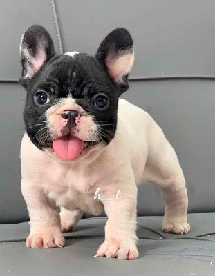 bull vip shortbody🥰🥰. Mua bán Chó tại Quận Bình Tân Tp Hồ Chí Minh được đăng bởi huỳnh thật 