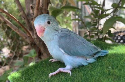 Vẹt Parrotlet baby