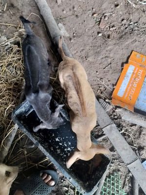 Chó Phú Quốc cái 16 ngày tuổi. Mua bán Chó tại Thị xã Bến Cát Bình Dương được đăng bởi Thanh Hoa