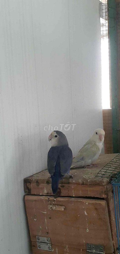 vẹt lovebird tím mái