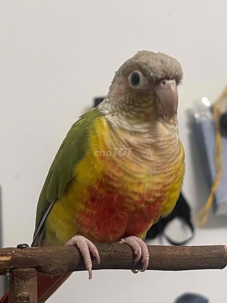 Vẹt Greenchek trống 2 tuổi. Mua bán Chim tại Huyện Gia Lâm Hà Nội được đăng bởi Mạnh Kiên hình 1